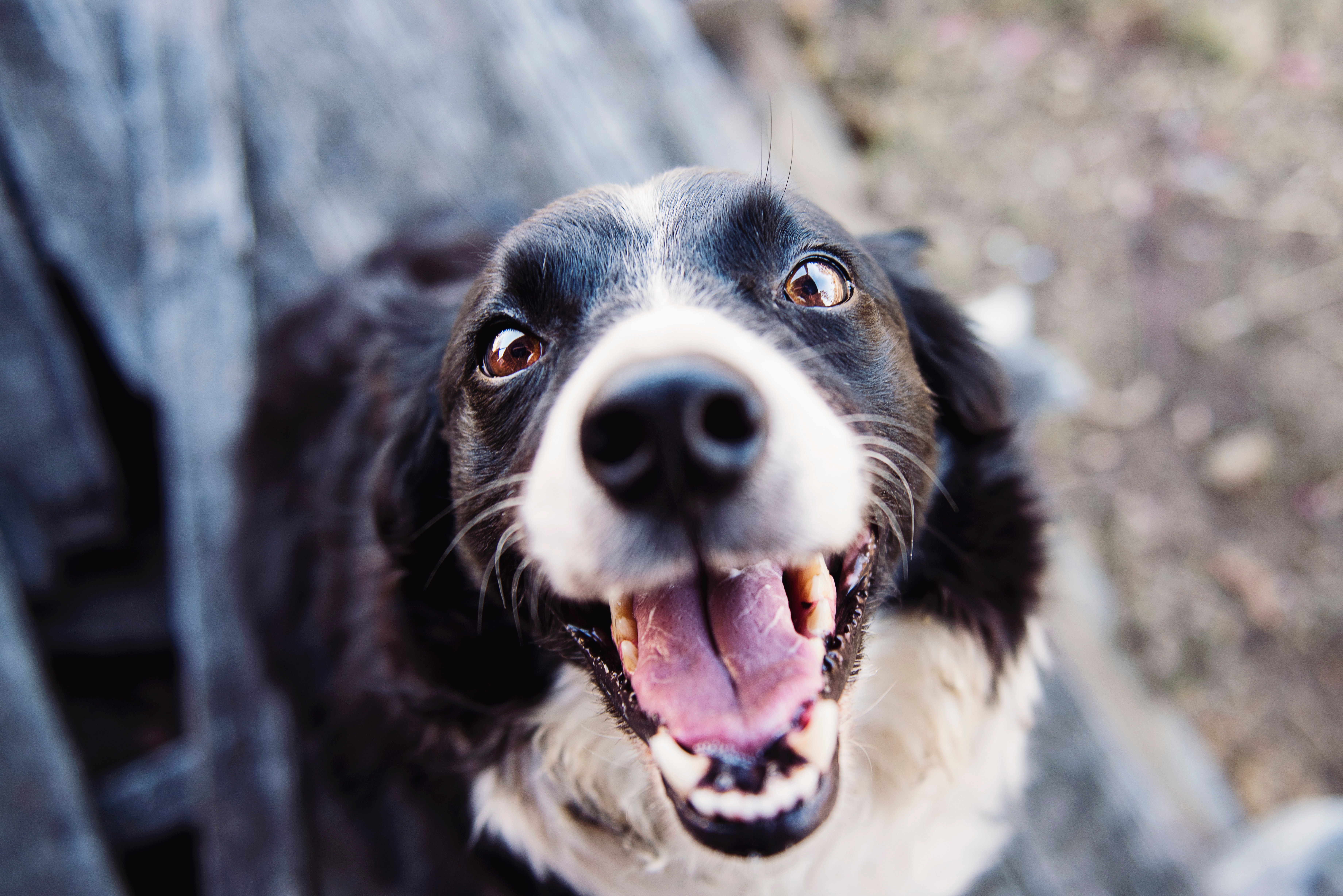 Dietas veganas para perros