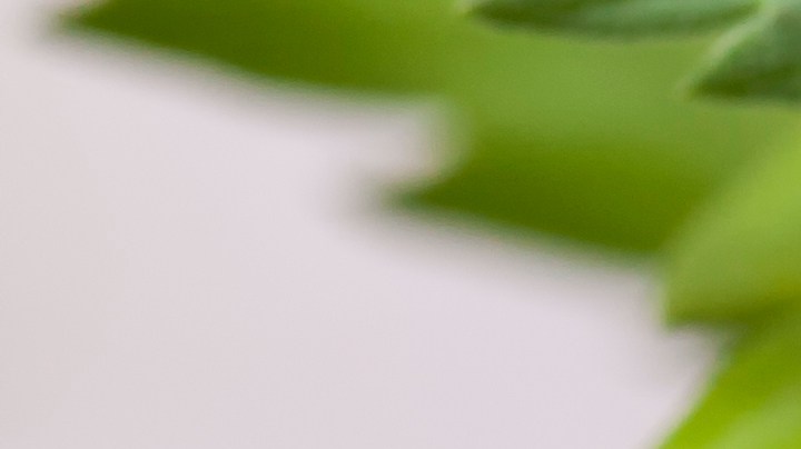 Qué animales pueden atraer buena suerte en casa.