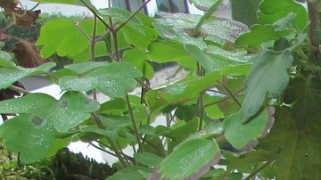 Vinagre de manzana pico de azúcar en sangre