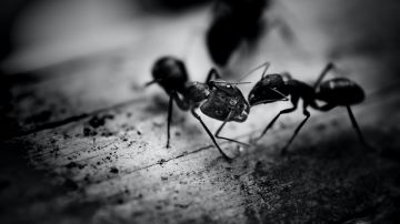 repelentes caseros naturales contra las hormigas