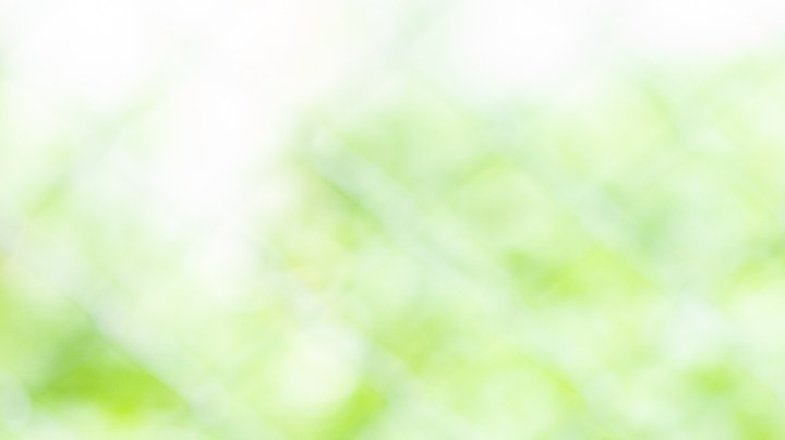 Precauciones para tener un pitbull en casa