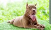 Precauciones para tener un pitbull en casa