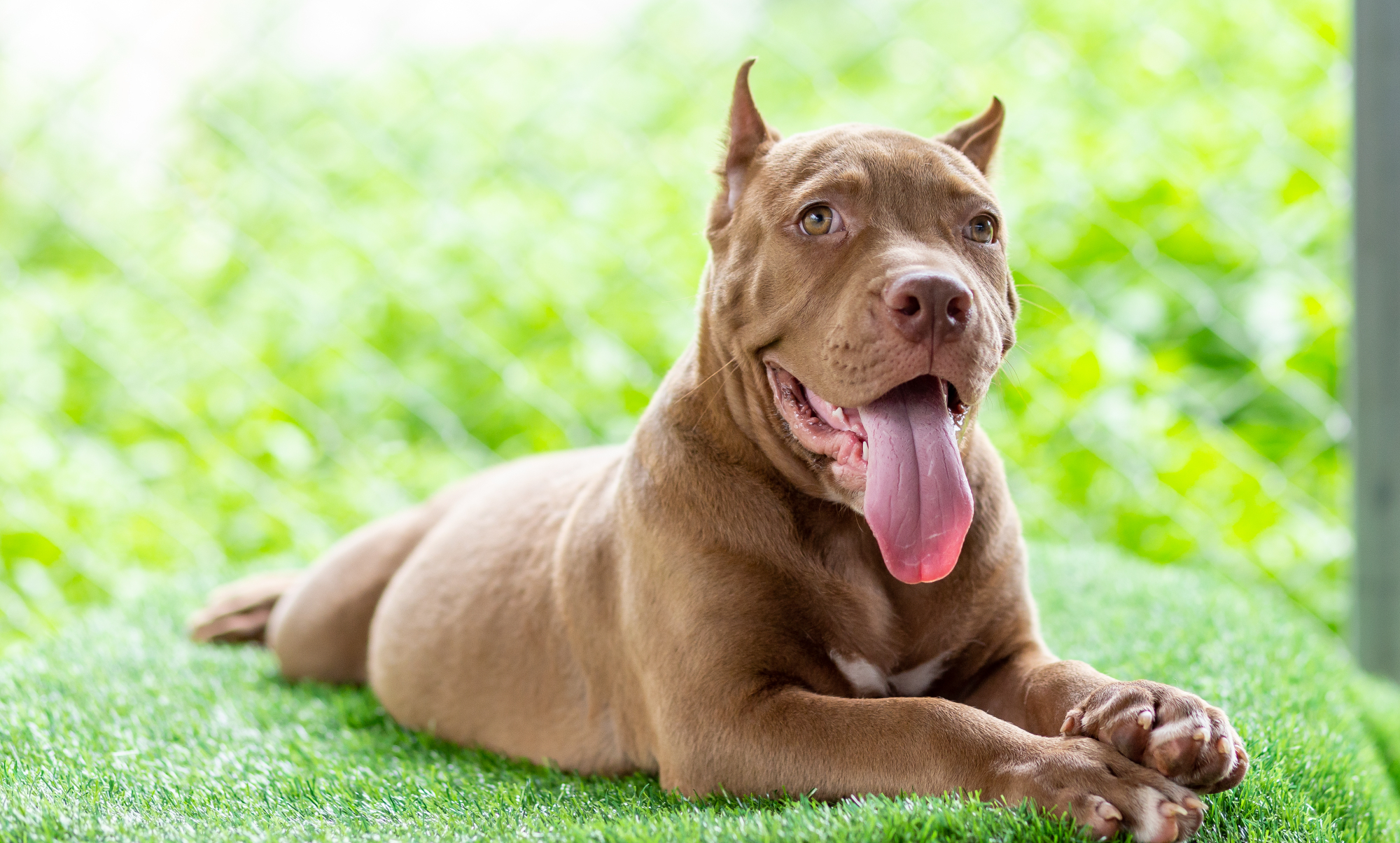 pueden los pitbulls tener abrigos atigrados