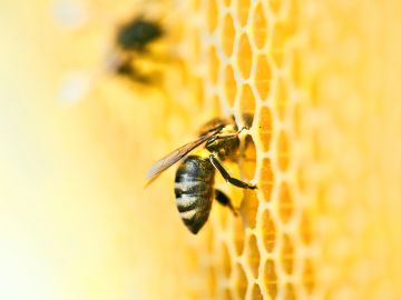 Remedios caseros para quitar un panal de abejas.