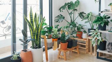 plantas de tu casa te protegen contra el cáncer