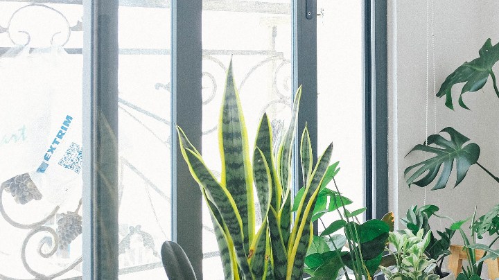 Insecticida casero de plantas