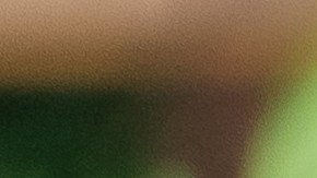 Cuáles son las plantas para ahuyentar mosquitos de tu casa.