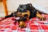 Tips que debes considerar al tener un rottweiler en casa.