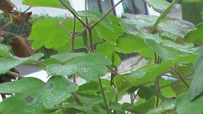 beneficios de incluir vinagre de manzana