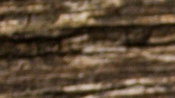 Cómo usar las hojas de laurel para espantar cucarachas.