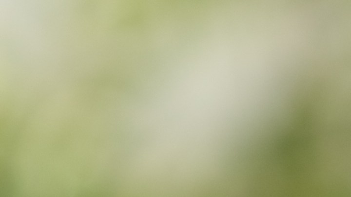 Cómo alejar a los mosquitos con aromas naturales.