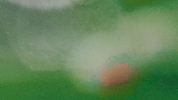 aromas que atraen mosquitos