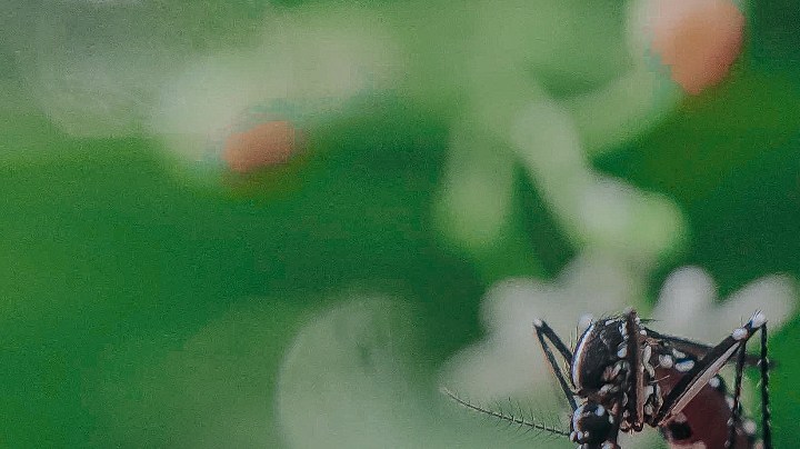 aromas que atraen mosquitos