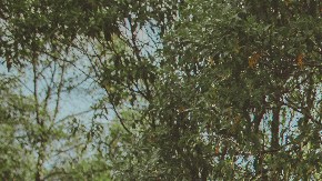 patio tiene muchos mosquitos