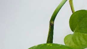 proteínas clave veganismo