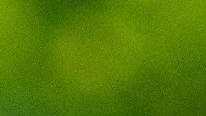 Signos severos de las picaduras de insectos.