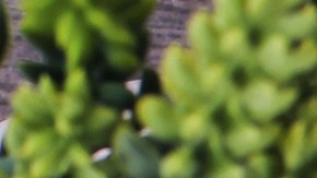 Cuándo puedas tener sexo sin protección después de una vasectomía.