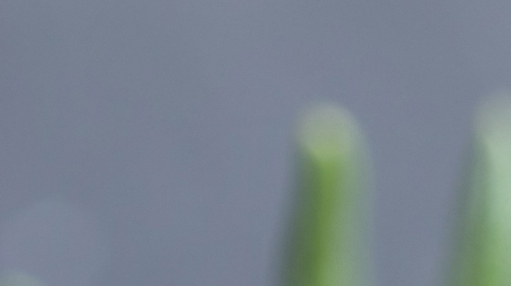 Cómo hacer un ritual para bloquear brujerías, solo usando aceite.