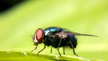 Las 10 enfermedades que pueden causar las moscas.
