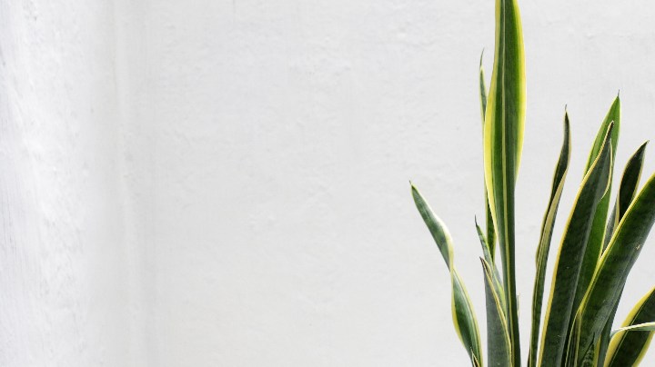 plantas mejorar la calidad del aire