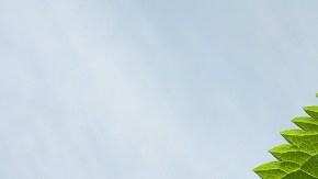 infusiones naturales gastritis