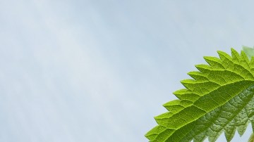 infusiones naturales gastritis