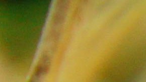 Cuáles son los motivos del jardín que atraen ratones a tu casa.