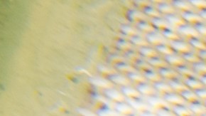 Cómo hacer una mascarilla de sandía y miel para eliminar las arrugas.