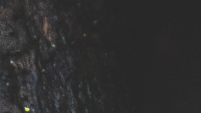 consejos para evitar los roedores