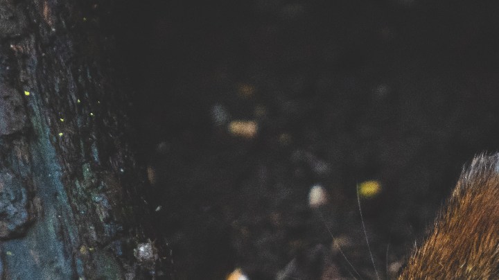 consejos para evitar los roedores