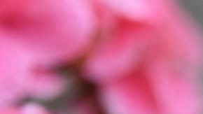 significado mantis religiosa