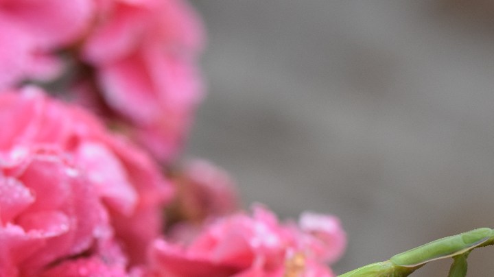 significado mantis religiosa