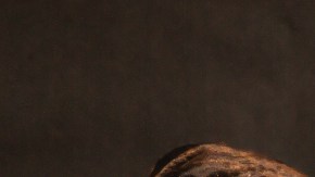 perro le beneficia interactuar con otras