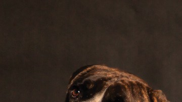 perro le beneficia interactuar con otras