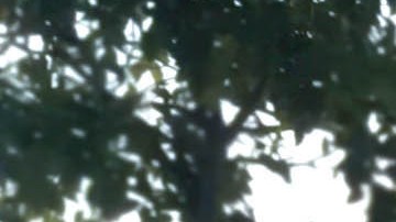 Expertos revelan cuál es el mejor momento para salir a caminar.