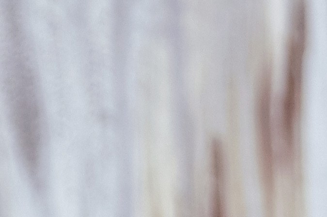 planta de interior sanseveria