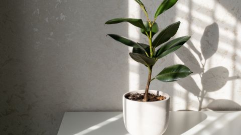 Árbol de caucho y otras plantas que absorben calor en tu hogar