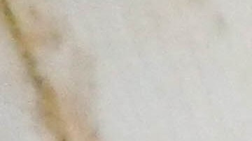 Señales o rastros de las cucarachas para saber si están en tu casa.