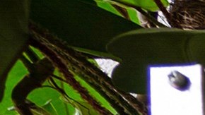 La planta dark que los amantes de la decoración en negro amarán