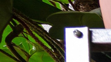 La planta dark que los amantes de la decoración en negro amarán