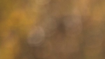 Pedimos parejas: estables, compañeras, socias y ¿no es mucho?