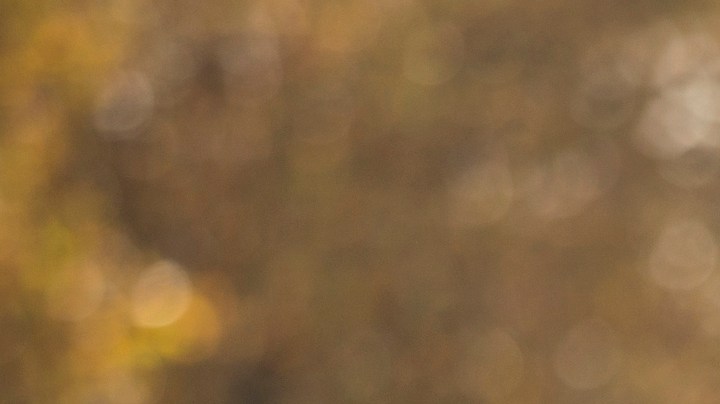 Pedimos parejas: estables, compañeras, socias y ¿no es mucho?