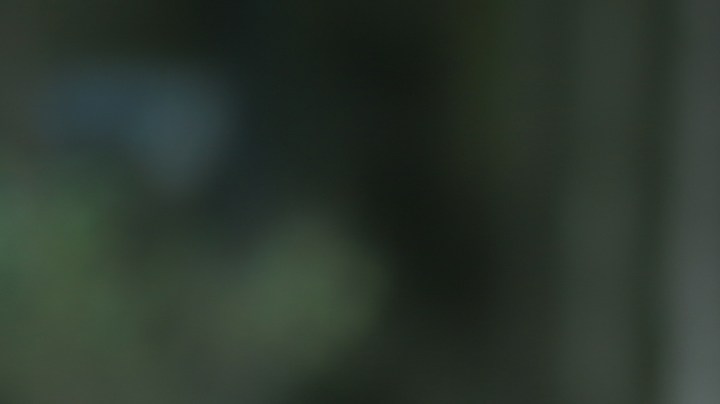 Remedios caseros para ahuyentar a los gatos que invaden tu jardín.