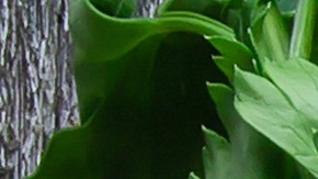 Cuán saludable es la dieta del caballo.