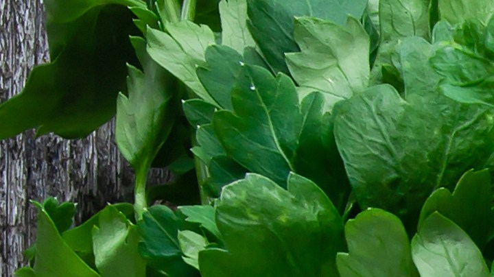 Cuán saludable es la dieta del caballo.