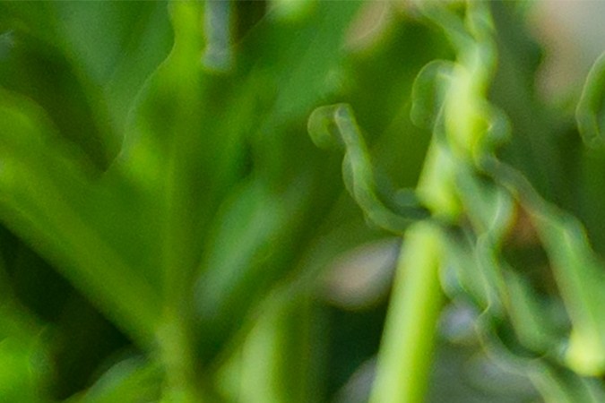 Beneficios del árbol de jade para el hogar