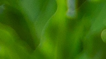 Beneficios del árbol de jade para el hogar