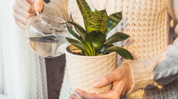 Invernadero y otros consejos para cuidar tus plantas en el invierno
