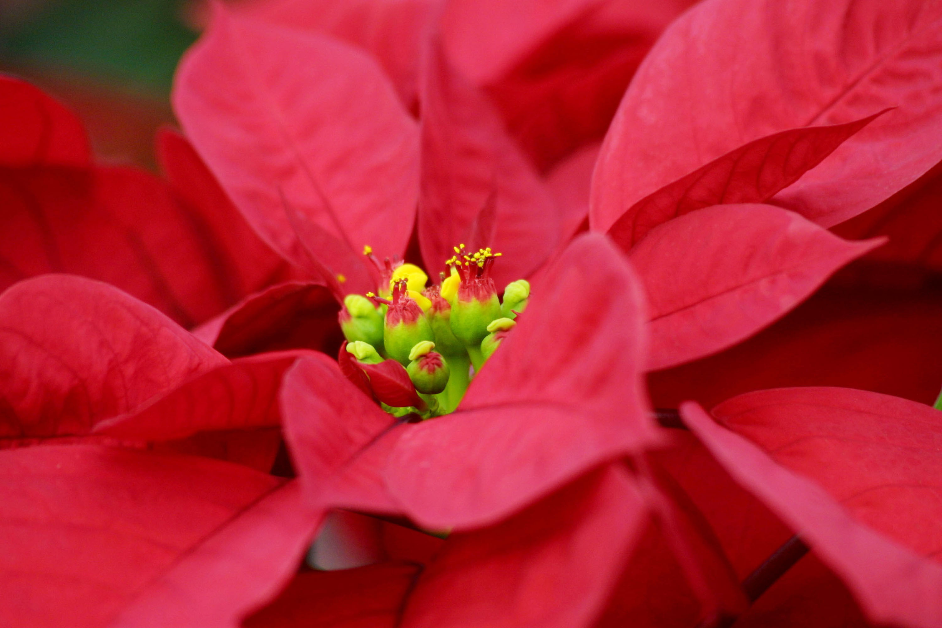 Plantas más elegidas para decorar la casa en la Navidad