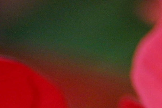 Plantas más elegidas para decorar la casa en la Navidad